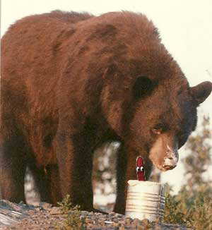 Bear hunting Manitoba