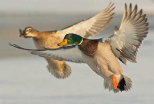 hunting ducks manitoba