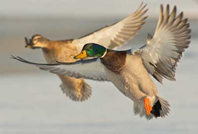duck hunting manitoba