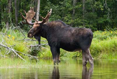 Moose Hunting Manitoba