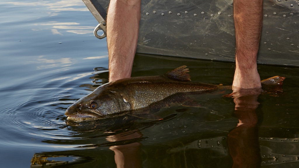 trout release Tonapah Lodge